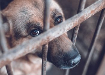 Se mantiene cifra de reportes de maltrato animal en Tabasco