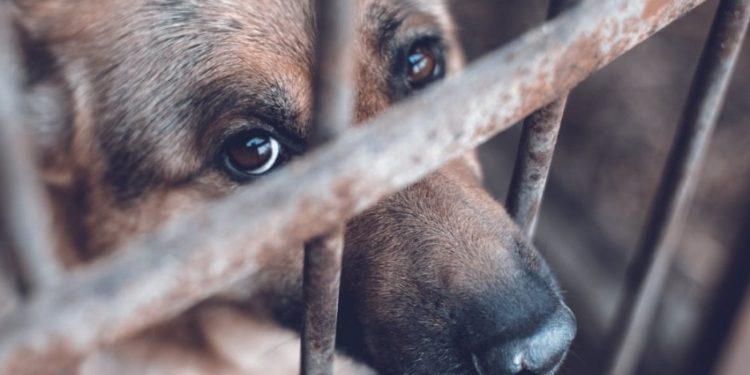 Se mantiene cifra de reportes de maltrato animal en Tabasco