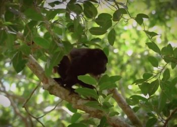 Suman 220 monos sariguatos muertos por onda de calor en México