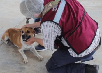 Centro atiende denuncias de maltrato animal con intervención directa