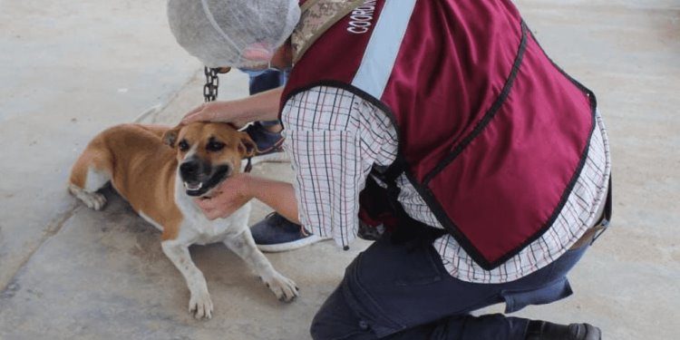 Centro atiende denuncias de maltrato animal con intervención directa