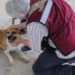 Centro atiende denuncias de maltrato animal con intervención directa