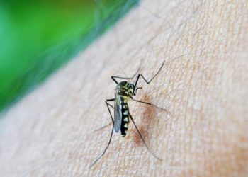 Tabasco reporta 11 muertes por dengue en lo que va del Año: Salud Tabasco