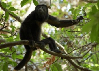 AZCARM instala campamento en Comalcalco ante muerte masiva de monos saraguatos
