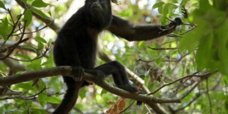 AZCARM instala campamento en Comalcalco ante muerte masiva de monos saraguatos