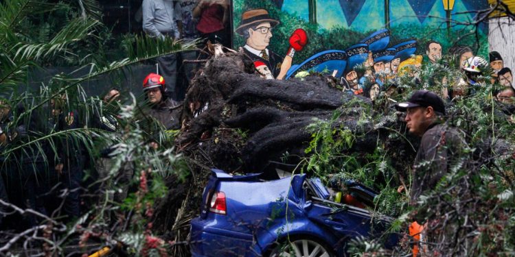 Mujer pierde la vida y su bebé es rescatado tras caer un árbol sobre su auto por fuertes lluvias en CDMX
