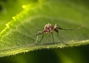 Autorizan en Europa la primera vacuna contra el virus chikungunya, Valneva iniciará suministros en el cuarto trimestre