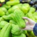 Se dispara el precio de Chayote y el Cilantro en México