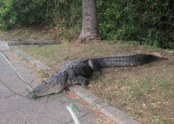 Capturan a cocodrilo que deambulaba en Avenida Universidad