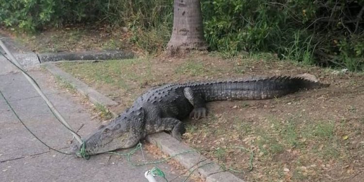 Capturan a cocodrilo que deambulaba en Avenida Universidad