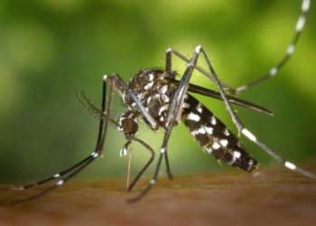 Gobernador Merino considera retomar fumigación aérea contra el dengue en Tabasco