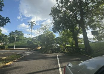 Rama de árbol cae sobre motociclistas y paraliza tráfico en Villahermosa