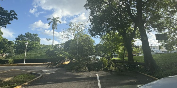Rama de árbol cae sobre motociclistas y paraliza tráfico en Villahermosa