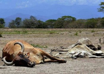 La prolongada sequía afecta al 20% del hato ganadero en Tabasco: UGR