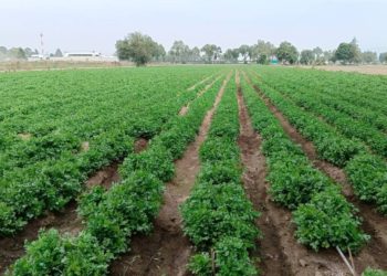 Precios de productos del campo en Tabasco se estabilizan tras sequía