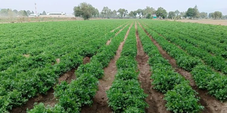 Precios de productos del campo en Tabasco se estabilizan tras sequía