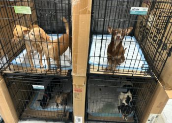 Refugios para animales fueron prioridad en Quintana Roo durante el paso del huracán “Beryl”