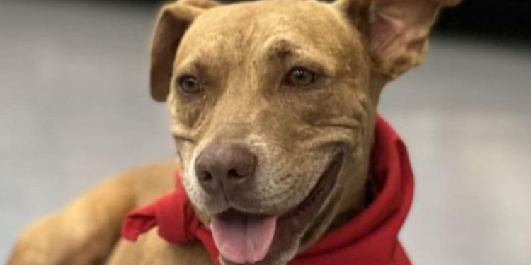 Gobernador Merino anuncia donación de terreno a Asociación «Caninos 911»