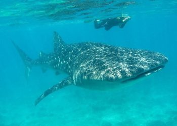 Registran avistamiento de tiburón ballena en la isla de Holbox