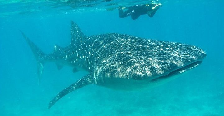 Registran avistamiento de tiburón ballena en la isla de Holbox
