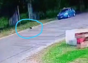 Roban perrito en Río Viejo: el momento queda registrado en cámara de seguridad