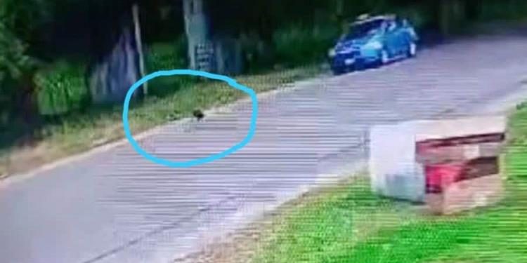 Roban perrito en Río Viejo: el momento queda registrado en cámara de seguridad