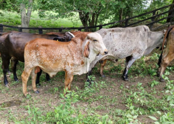 Descartan brote de gusano barrenador en ganado de Jonuta