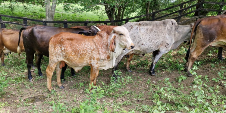 Descartan brote de gusano barrenador en ganado de Jonuta
