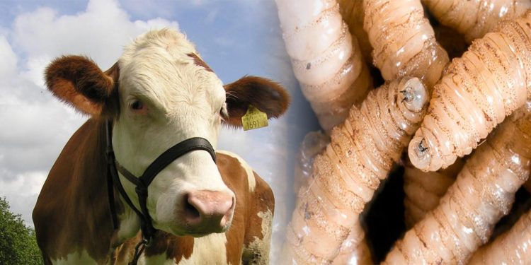 Atenderán reporte del presunto brote de gusano barrenador en Jonuta: Merino