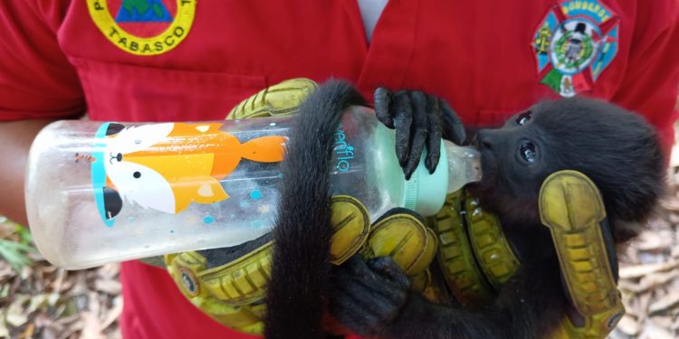 Muerte de Monos Saraguatos tabasqueños: Cobius AC responsabiliza a Semarnat