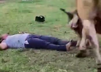 Toro pisa a un joven durante toreada en Tucta, Nacajuca
