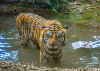 Muere ‘Braulio’, el tigre de bengala del Yumká