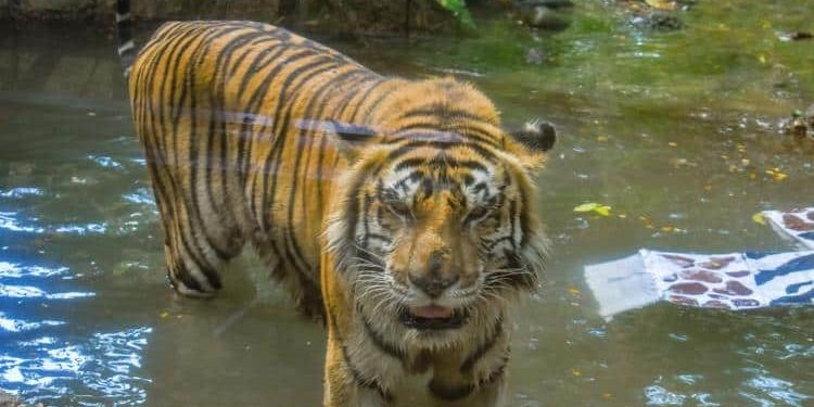 Muere ‘Braulio’, el tigre de bengala del Yumká