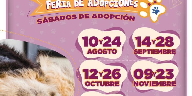 Exhortan gobierno de BJ a adoptar mascotas de forma responsable