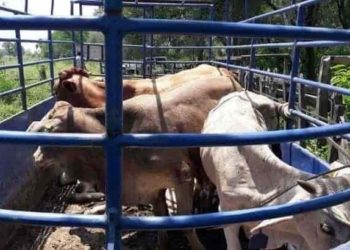 Próxima Titular de Sedafop promete recuperar el estatus A de Sanidad Ganadera para Tabasco