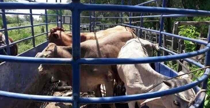 Próxima Titular de Sedafop promete recuperar el estatus A de Sanidad Ganadera para Tabasco