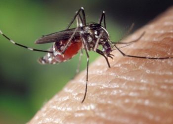 Zacatecas en alerta por brote de dengue sistémico y hemorrágico
