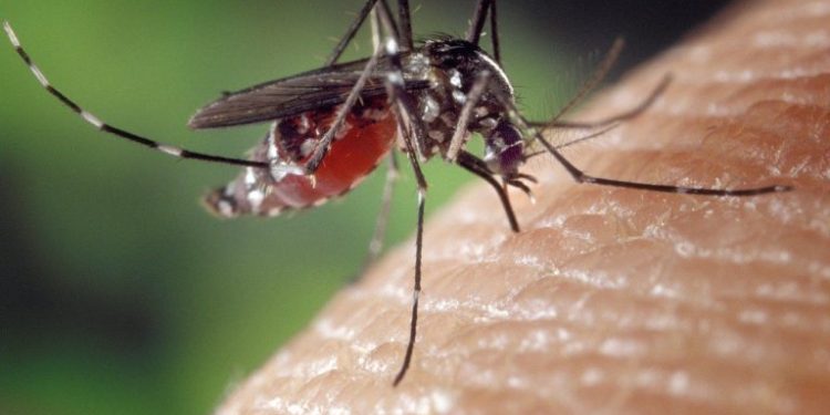 Zacatecas en alerta por brote de dengue sistémico y hemorrágico