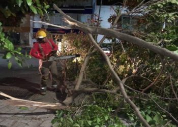 Tromba derriba árbol en Paseo Tabasco; protección civil retira las ramas
