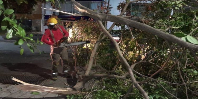 Tromba derriba árbol en Paseo Tabasco; protección civil retira las ramas