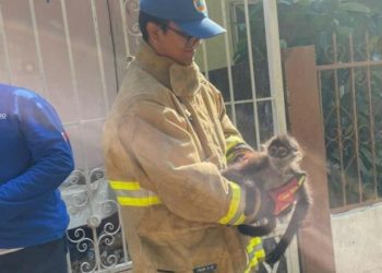 Rescata Protección Civil a mono araña en Colonia Indeco