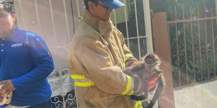 Rescata Protección Civil a mono araña en Colonia Indeco