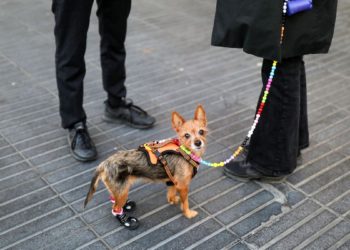 City Center anuncia primer Pet Fest en beneficio de protectores de animales