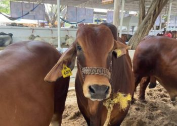 La UJAT reproduce ganado mejorado genéticamente para exponer en próxima Feria Tabasco 2025