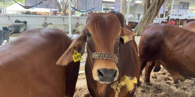 La UJAT reproduce ganado mejorado genéticamente para exponer en próxima Feria Tabasco 2025