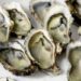 Llaman a no consumir ostión crudo y tapesco en Paraíso por presencia de coliformes fecales