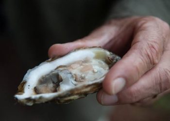 Levantarán veda de ostión en Paraíso la próxima semana tras disiparse coliformes fecales