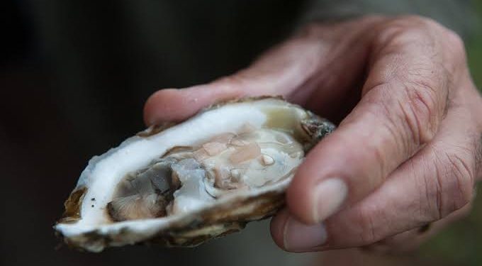 Levantarán veda de ostión en Paraíso la próxima semana tras disiparse coliformes fecales