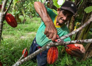 Desabasto de cacao en Tabasco: «muerte anunciada», asegura secretario de Turismo
