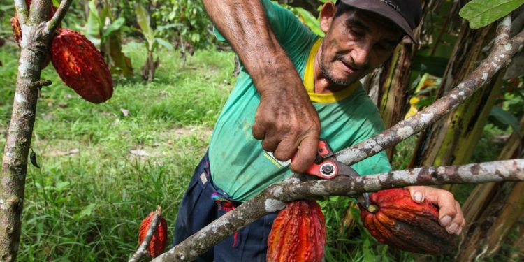 Desabasto de cacao en Tabasco: «muerte anunciada», asegura secretario de Turismo